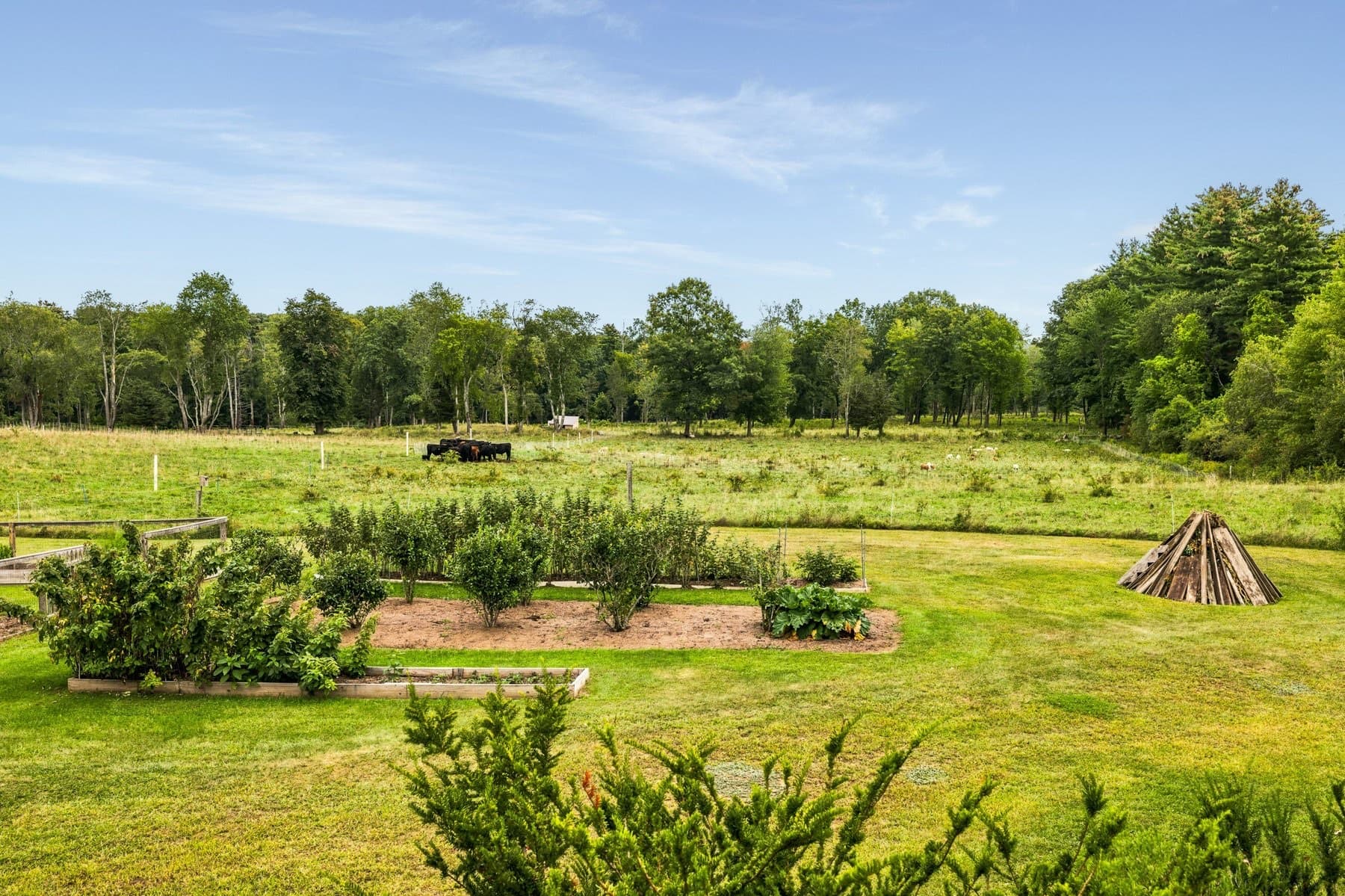 The back field with garden beds, Christmas trees, and the tree line beyond